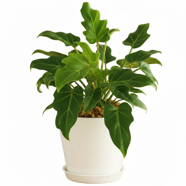 Philodendron xanadu – image 7