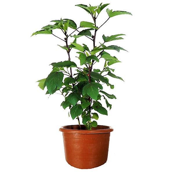 Hibiscus Sabdariffa, Roselle, Karkade – image 3