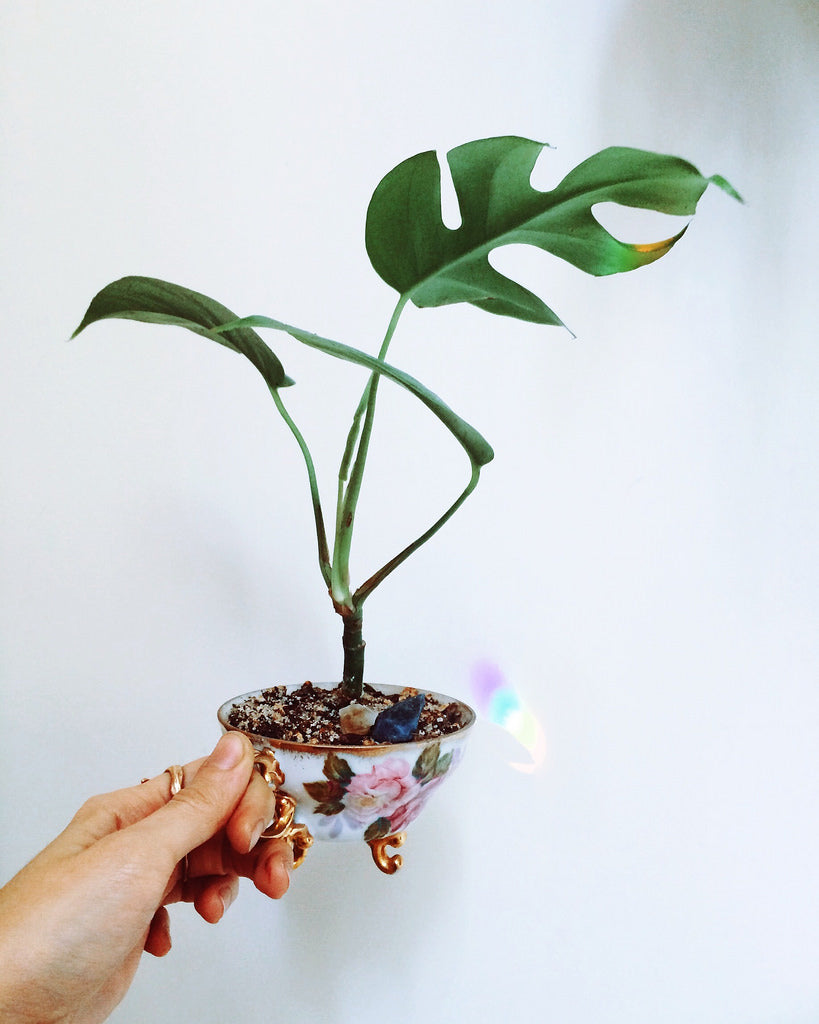 Rhaphidophora tetrasperma Mini Monstera - Small - 30–40 cm - Primary image