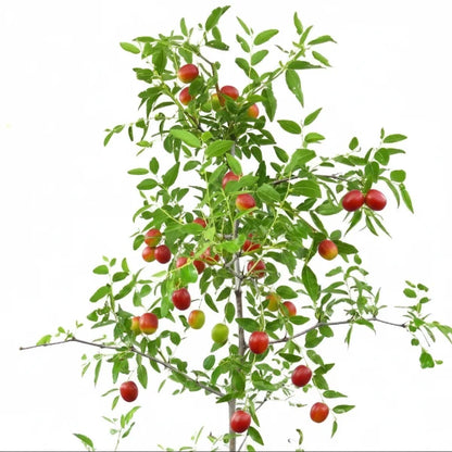Ziziphus jujuba, Jujube Tree – image 2