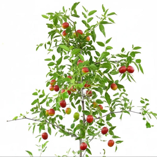 Ziziphus jujuba, Jujube Tree – image 2