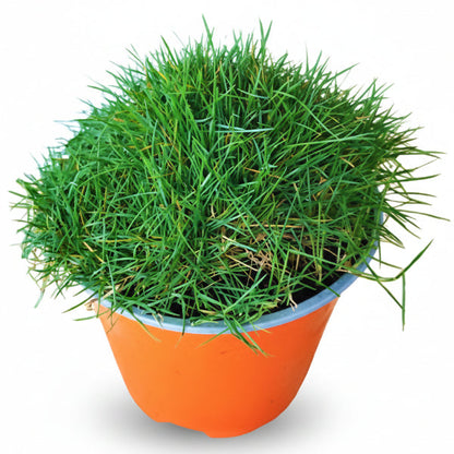 Zoysia Japonica, Korean Lawn Grass – image 1