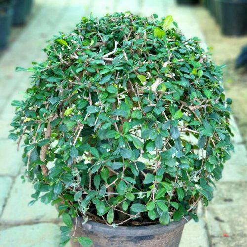 Ehretia microphylla, Fukien Tea Tree, Ball – image 5