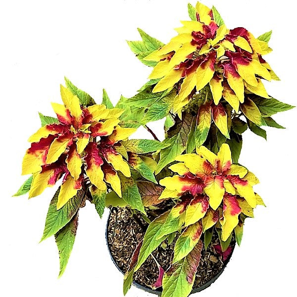 Amaranthus Tricolor – image 4
