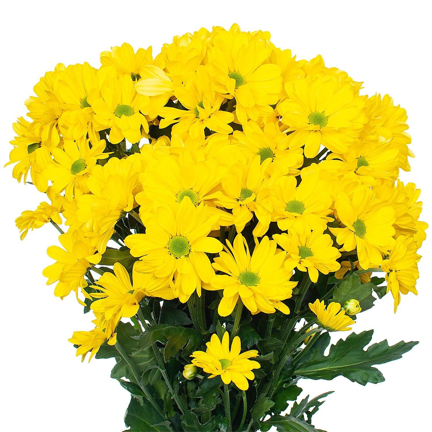 Wedelia Trilobata, Creeping Daisy or Rabbit Paw (small) – image 4