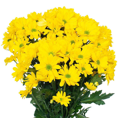 Wedelia Trilobata, Creeping Daisy or Rabbit Paw (small) – image 4