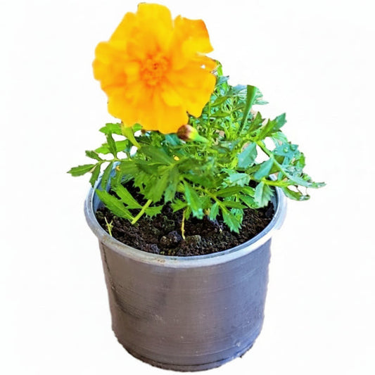 Marigold – image 2