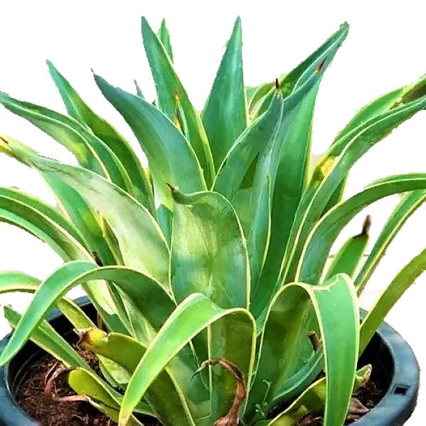 Agave Attenuata, Spineless Century Plant – image 3