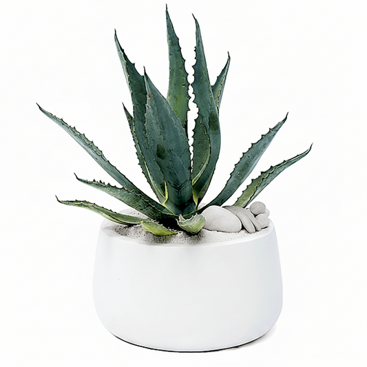 Agave americana , Century Plant – image 2