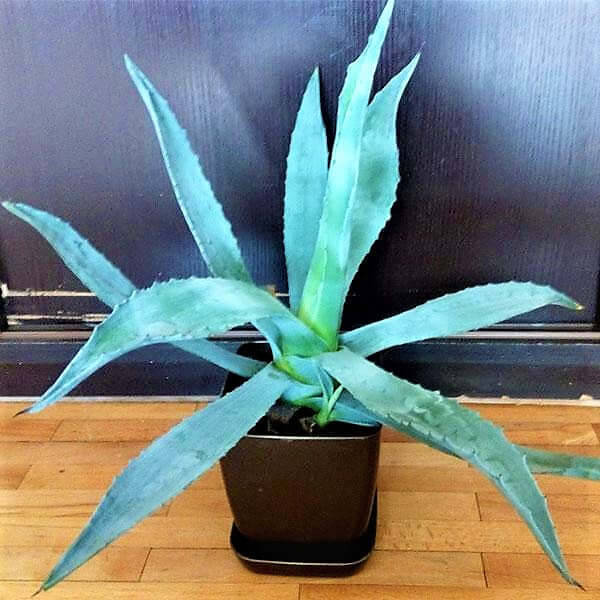 Agave americana , Century Plant – image 3