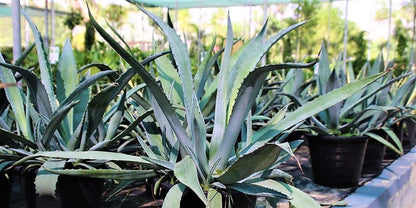 Agave americana , Century Plant – image 4
