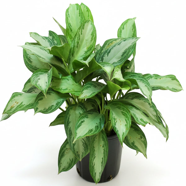 Silver Queen - Aglaonema Commutatum 'Silver Queen' – Green Plants
