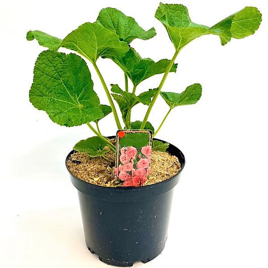 Hollyhocks Flower Plant, Alcea – image 2