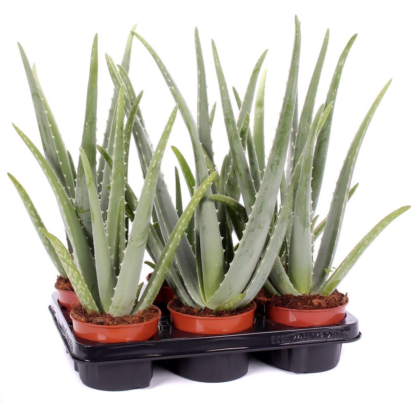 Aloe Vera, Medicina Aloe, Indoor – image 6