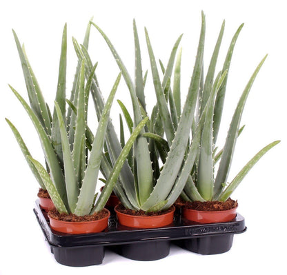 Aloe Vera, Medicina Aloe, Indoor – image 6