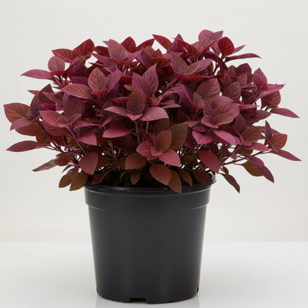 Alternanthera Red, Red Sessile, Joyweed (small) – image 5