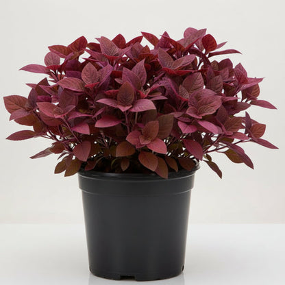 Alternanthera Red, Red Sessile, Joyweed (small) – image 5