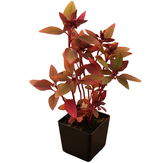 Red Amaranth, Amaranthus Cruentus – image 1
