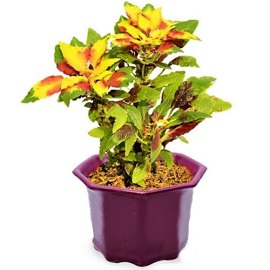 Amaranthus Tricolor – image 2