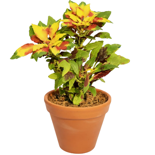 Amaranthus Tricolor – image 1