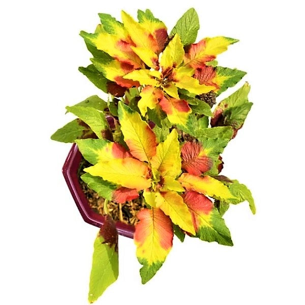 Amaranthus Tricolor – image 3
