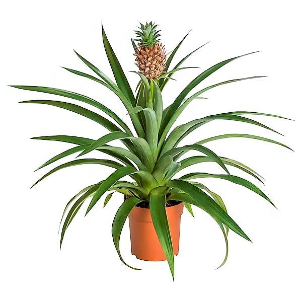 Pineapple, Ananas Comosus – image 1
