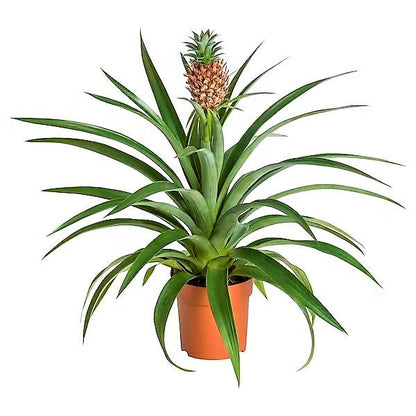 Pineapple, Ananas Comosus – image 1