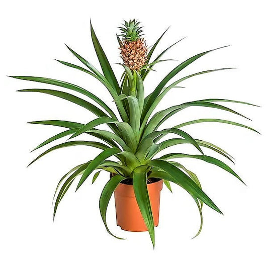 Pineapple, Ananas Comosus – image 1