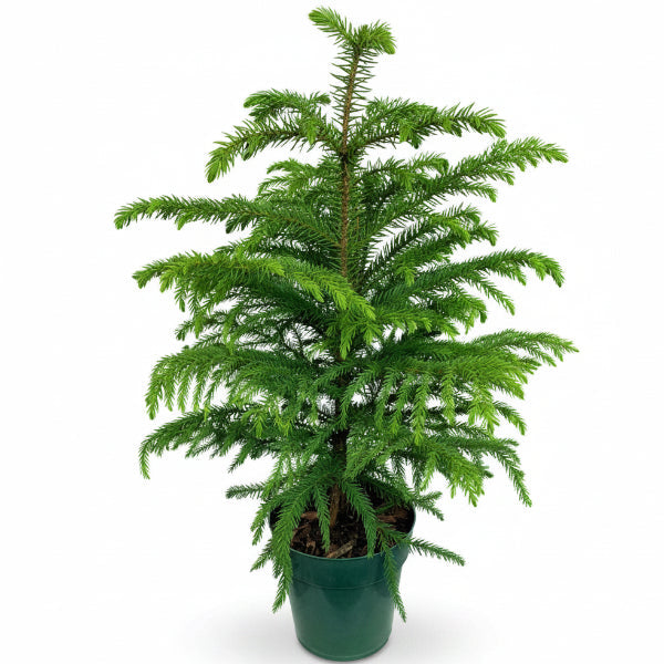 Araucaria heterophylla, Norfolk Island Pine Outdoor – image 1