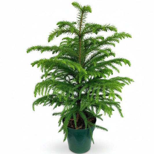 Araucaria heterophylla, Norfolk Island Pine Outdoor – image 1
