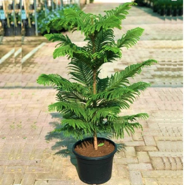 Araucaria heterophylla, Norfolk Island Pine Outdoor – image 3