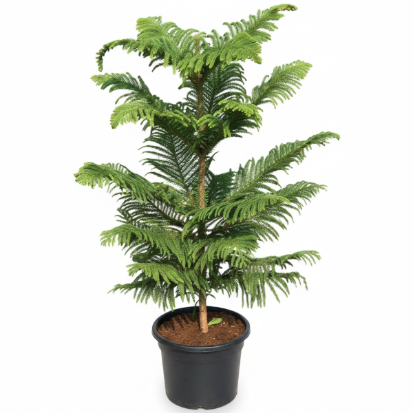 Araucaria heterophylla, Norfolk Island Pine Outdoor – image 2
