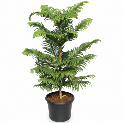 Araucaria heterophylla, Norfolk Island Pine Outdoor – image 2