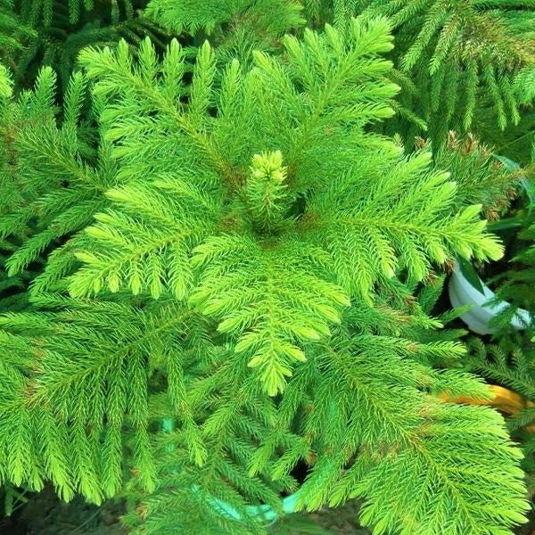 Araucaria heterophylla, Norfolk Island Pine Outdoor – image 4