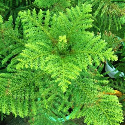 Araucaria heterophylla, Norfolk Island Pine Outdoor – image 4