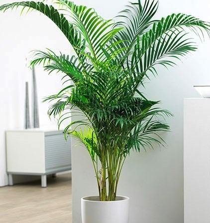 Areca Palm, Chrysalidocarpus lutescens (Indoor) – image 7