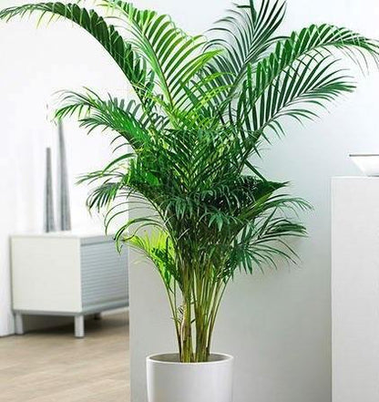 Areca Palm, Chrysalidocarpus lutescens (Indoor) – image 7