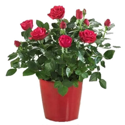 Rose Plant Indoor – image 3
