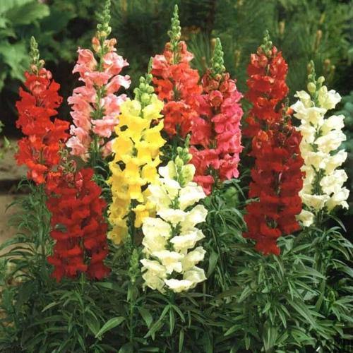Antirrhium Majus, Snapdragon, Antirrhinum (small) – image 4
