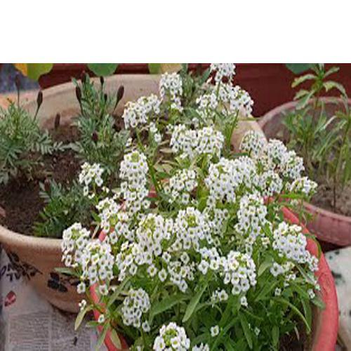 Alyssum, Alisons (small) – image 5