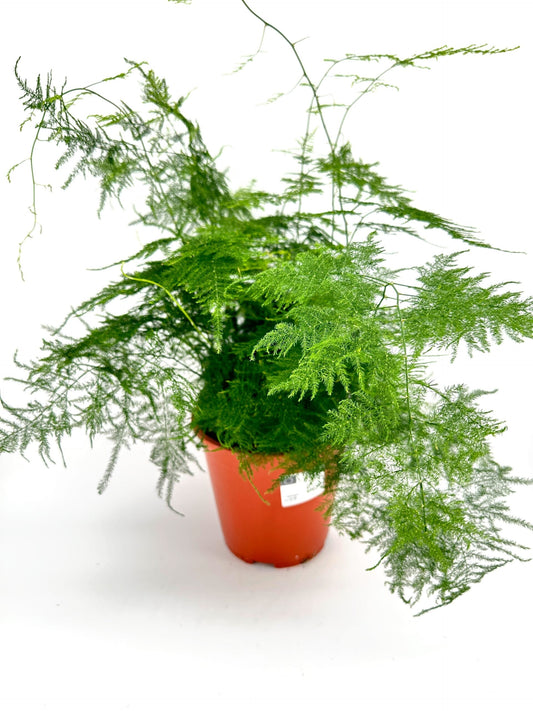 Asparagus Fern – image 2