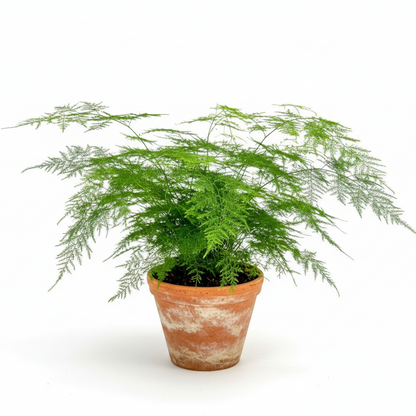 Asparagus Fern – image 3