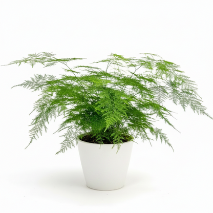Asparagus Fern – image 4