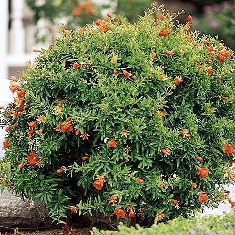 Pomegranate Tree, Punica Granatum – image 4