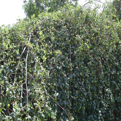 Ziziphus jujuba, Jujube Tree – image 6