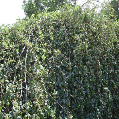Ziziphus jujuba, Jujube Tree – image 6