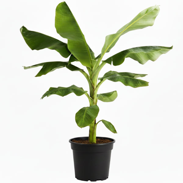 Musa paradisiaca, Banana Tree – image 3