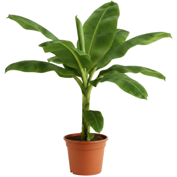 Musa paradisiaca, Banana Tree – image 8