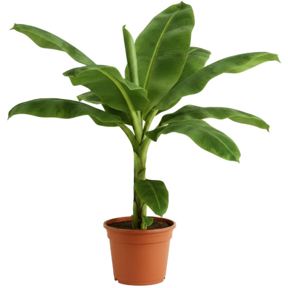 Musa paradisiaca, Banana Tree – image 8