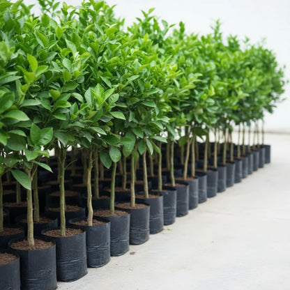 Mandarin Plant, Kinnow Orange tree – image 5